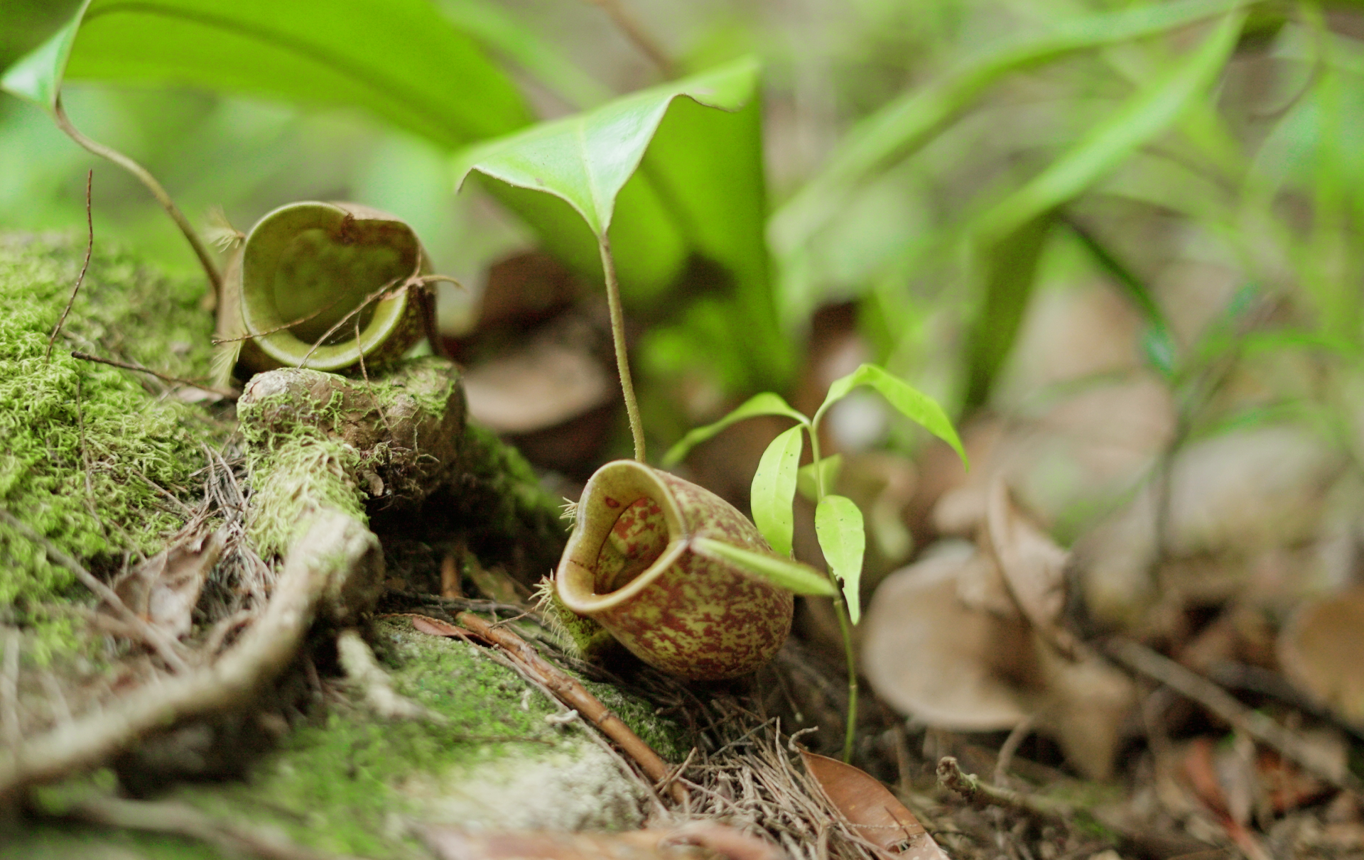Biodiversity Offset
