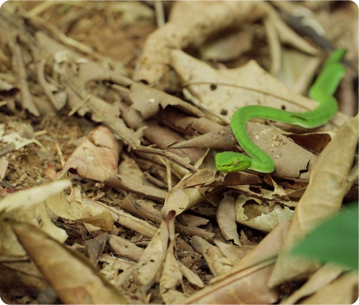 Biodiversity Offset