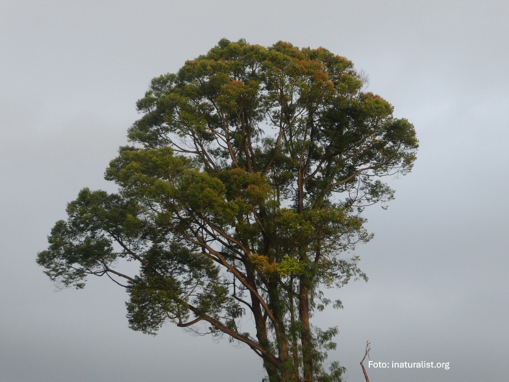 Fakta Merawan Pasir (Hopea ferruginea)