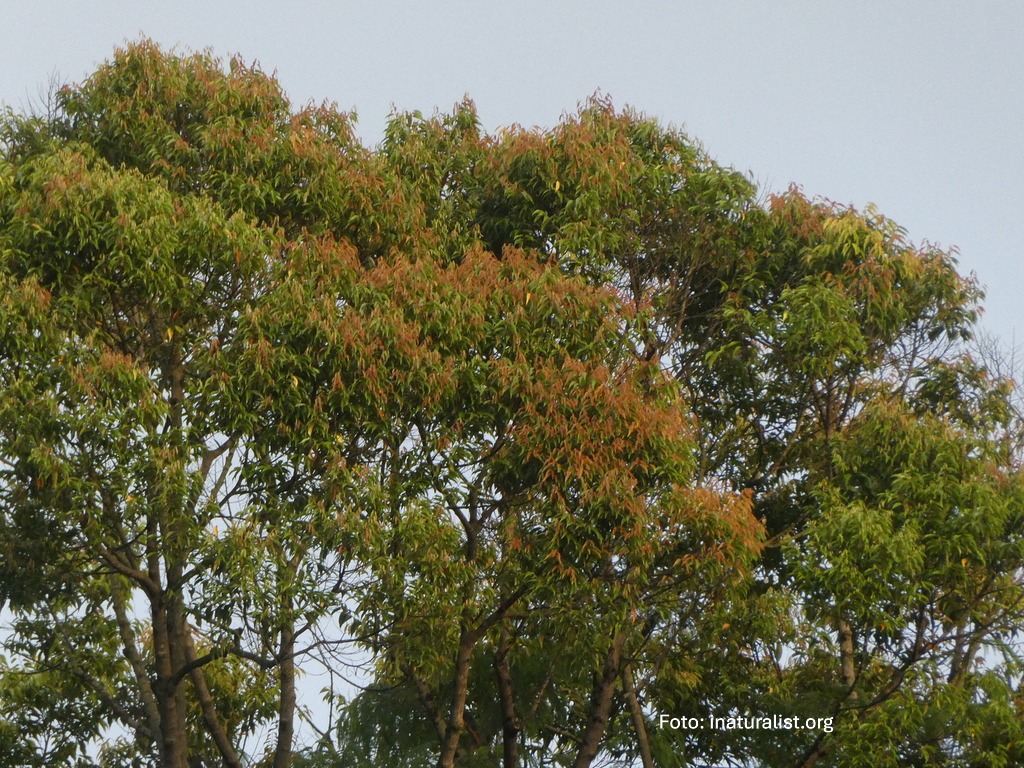 Fakta Merawan Pasir (Hopea ferruginea)