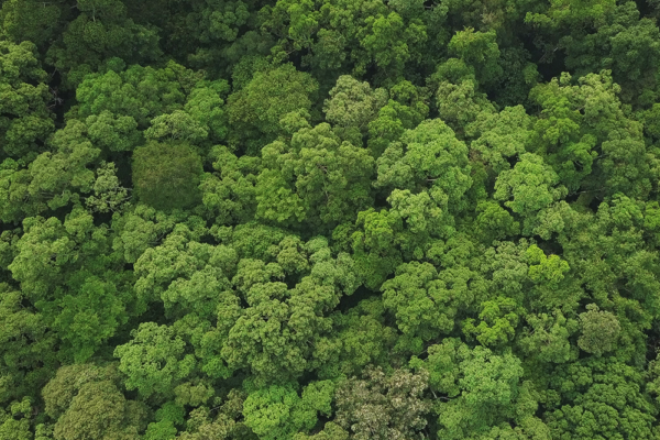 Jenis-Jenis Hutan Konservasi di Indonesia