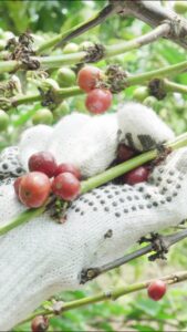 KUPS Harapan Baru: Mendorong Ekonomi Masyarakat dalam Pengelolaan Hutan Berkelanjutan