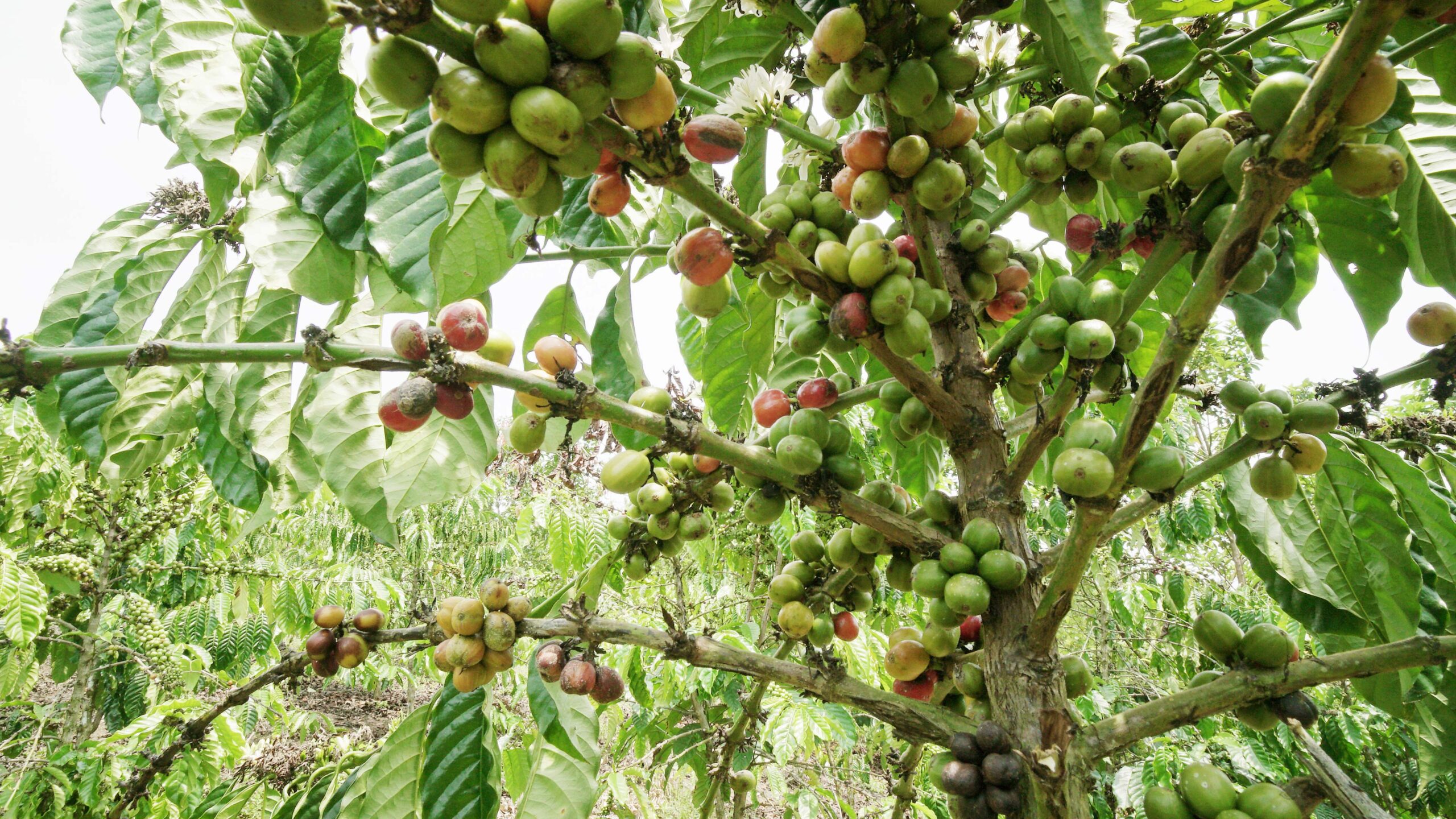 KUPS Harapan Baru: Mendorong Ekonomi Masyarakat dalam Pengelolaan Hutan Berkelanjutan