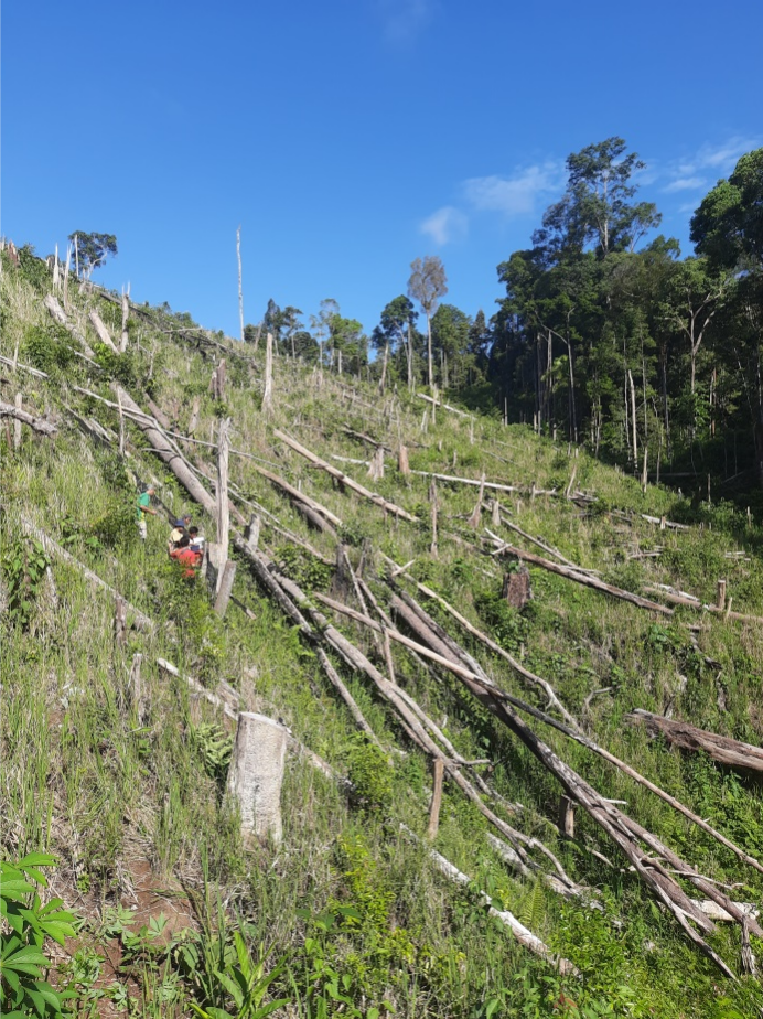 Peran Besar Tim Patroli Dalam Melindungi Hutan Desa Rio Kemunyang