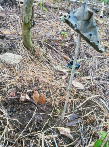 Peran Besar Tim Patroli Dalam Melindungi Hutan Desa Rio Kemunyang