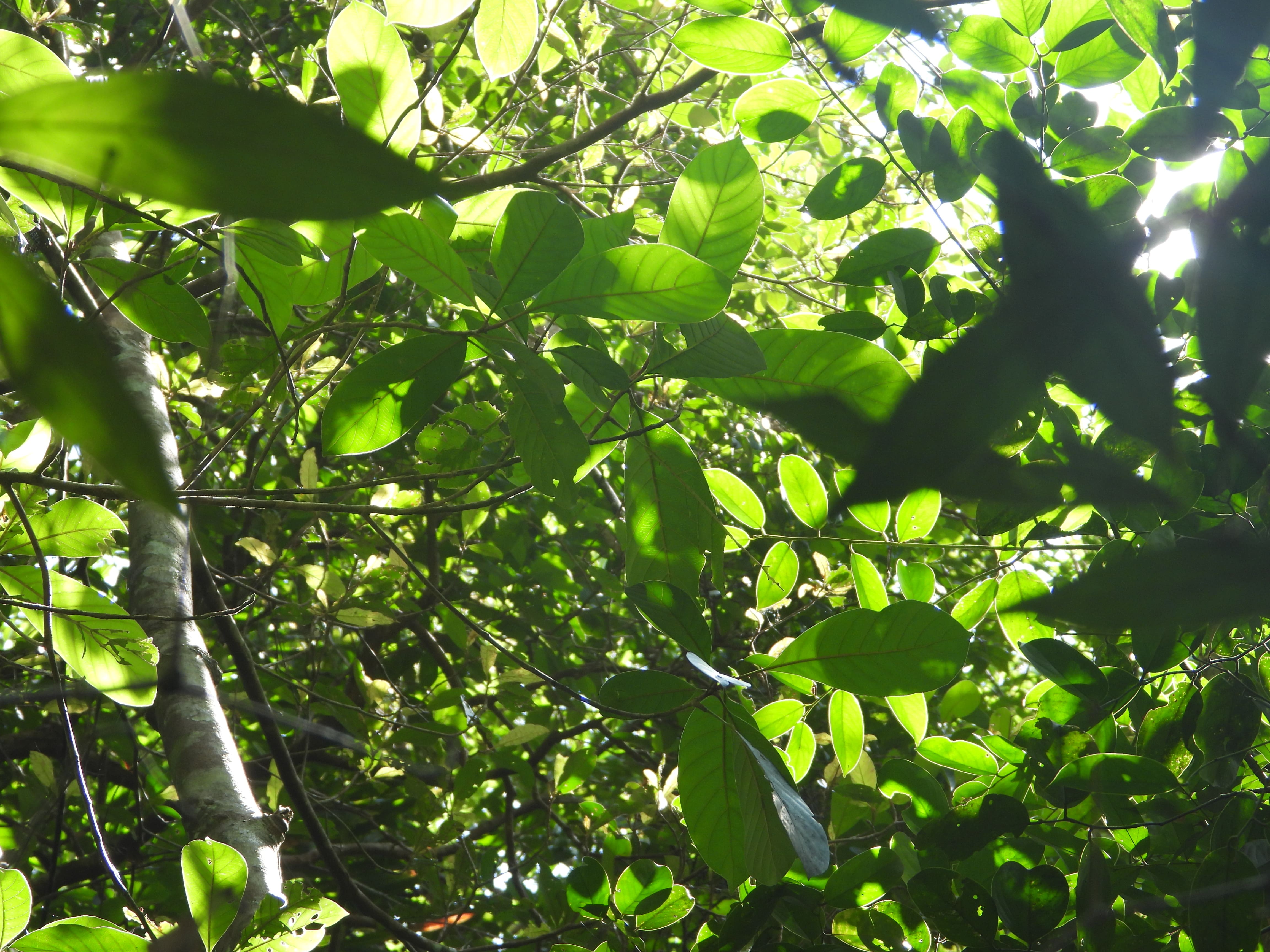 Baseline Keanekaragaman Hayati – Hutan Desa Lemmanis