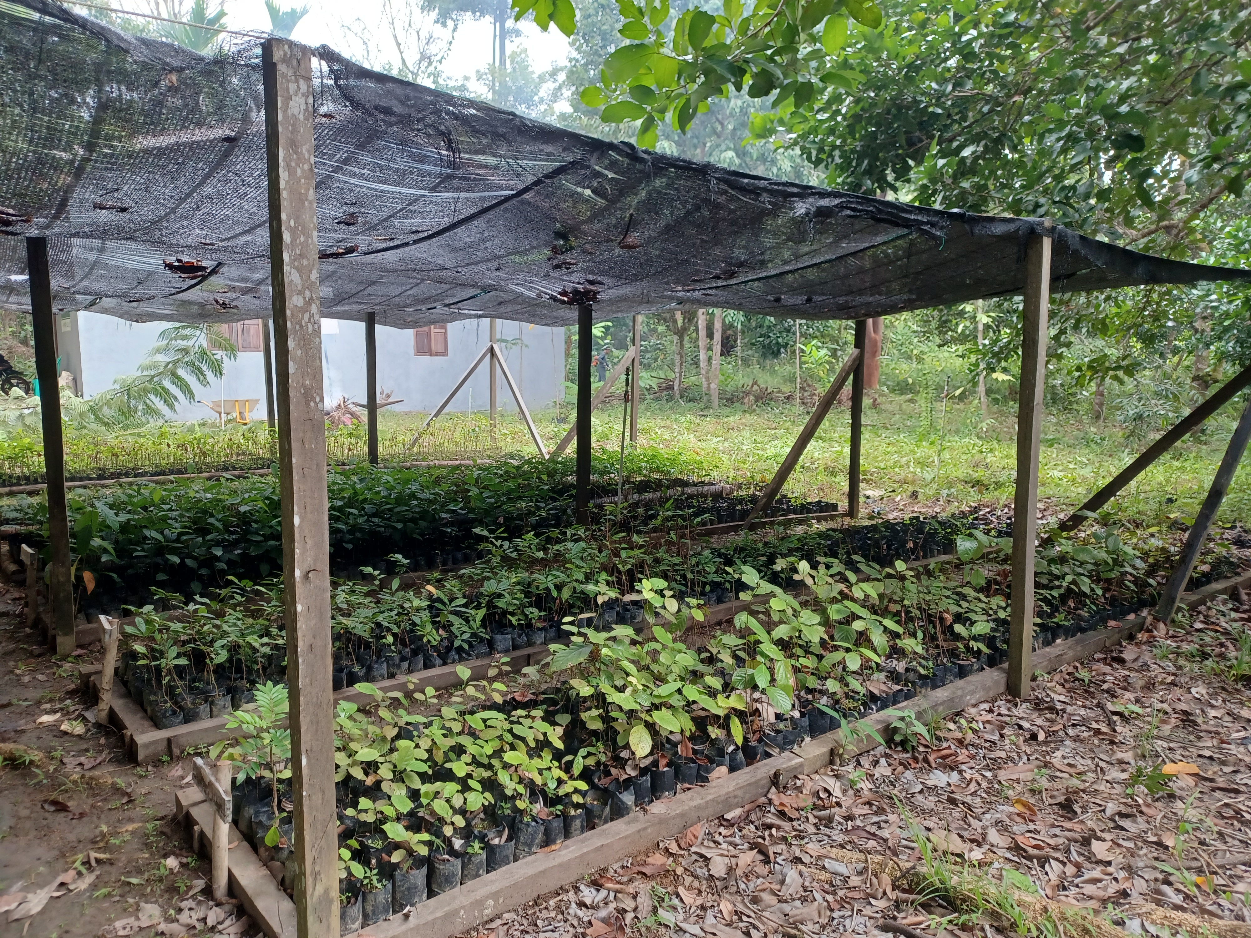 Peran Krusial Tim Patroli LPHD Manjau dalam Menjaga Hutan Desa Manjau