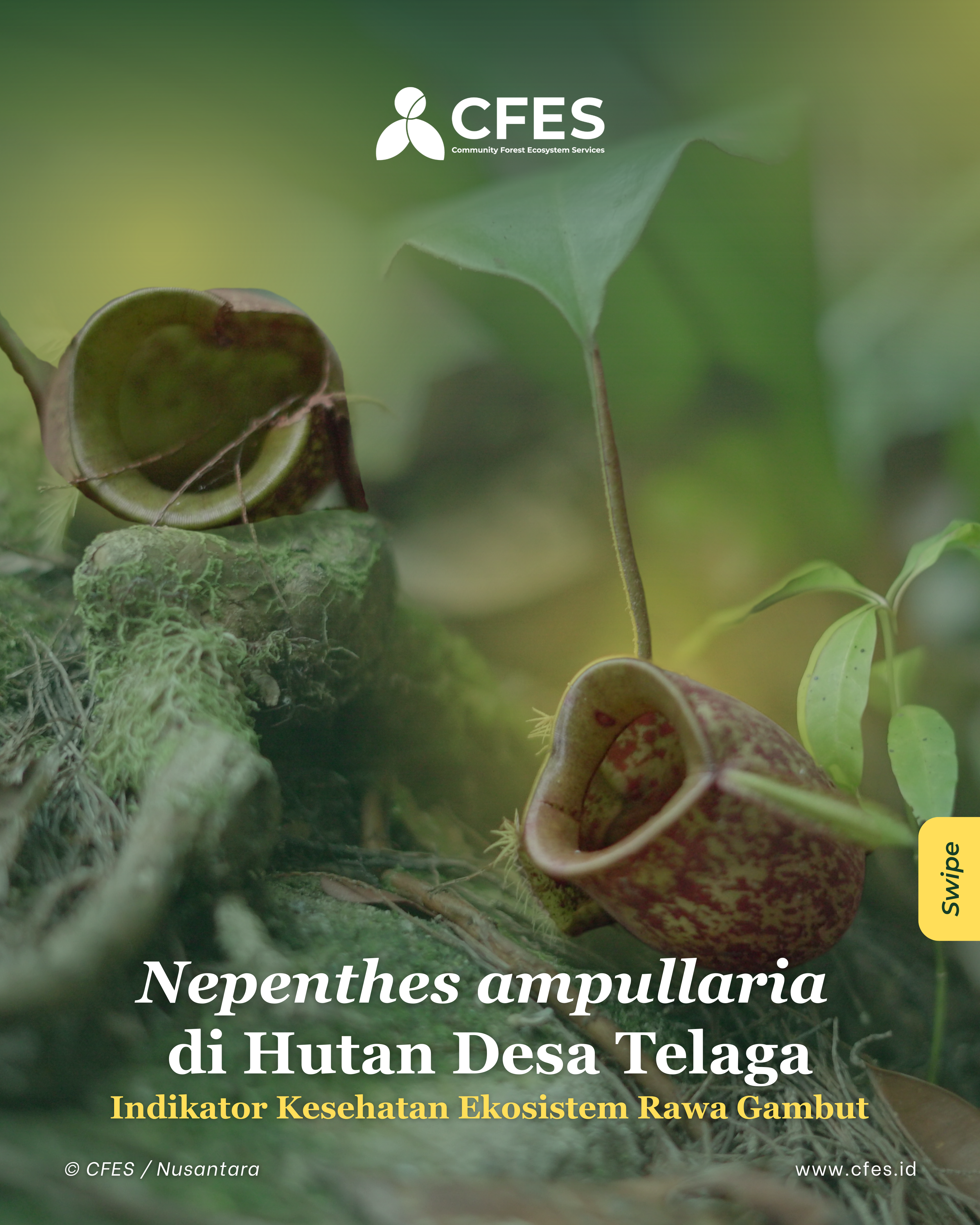 Nepenthes ampullaria di Hutan Desa Telaga: Indikator Kesehatan Ekosistem Rawa Gambut