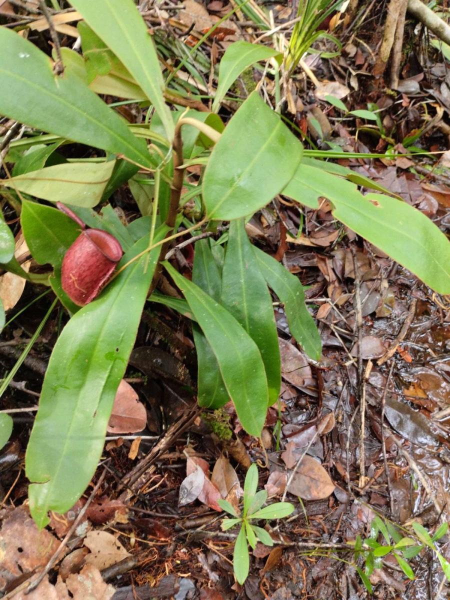Nepenthes ampullaria di Hutan Desa Telaga: Indikator Kesehatan Ekosistem Rawa Gambut
