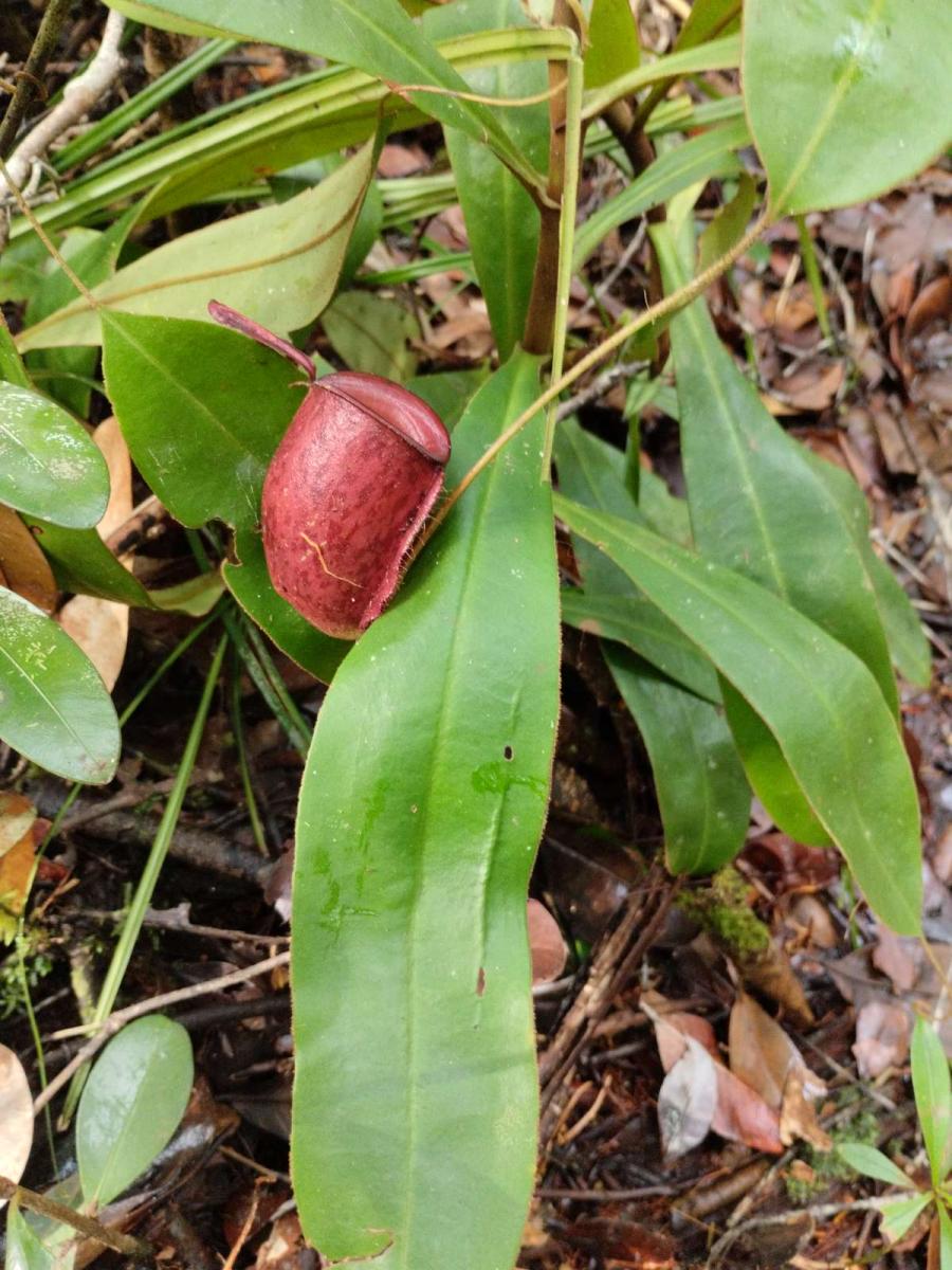 Nepenthes ampullaria di Hutan Desa Telaga: Indikator Kesehatan Ekosistem Rawa Gambut