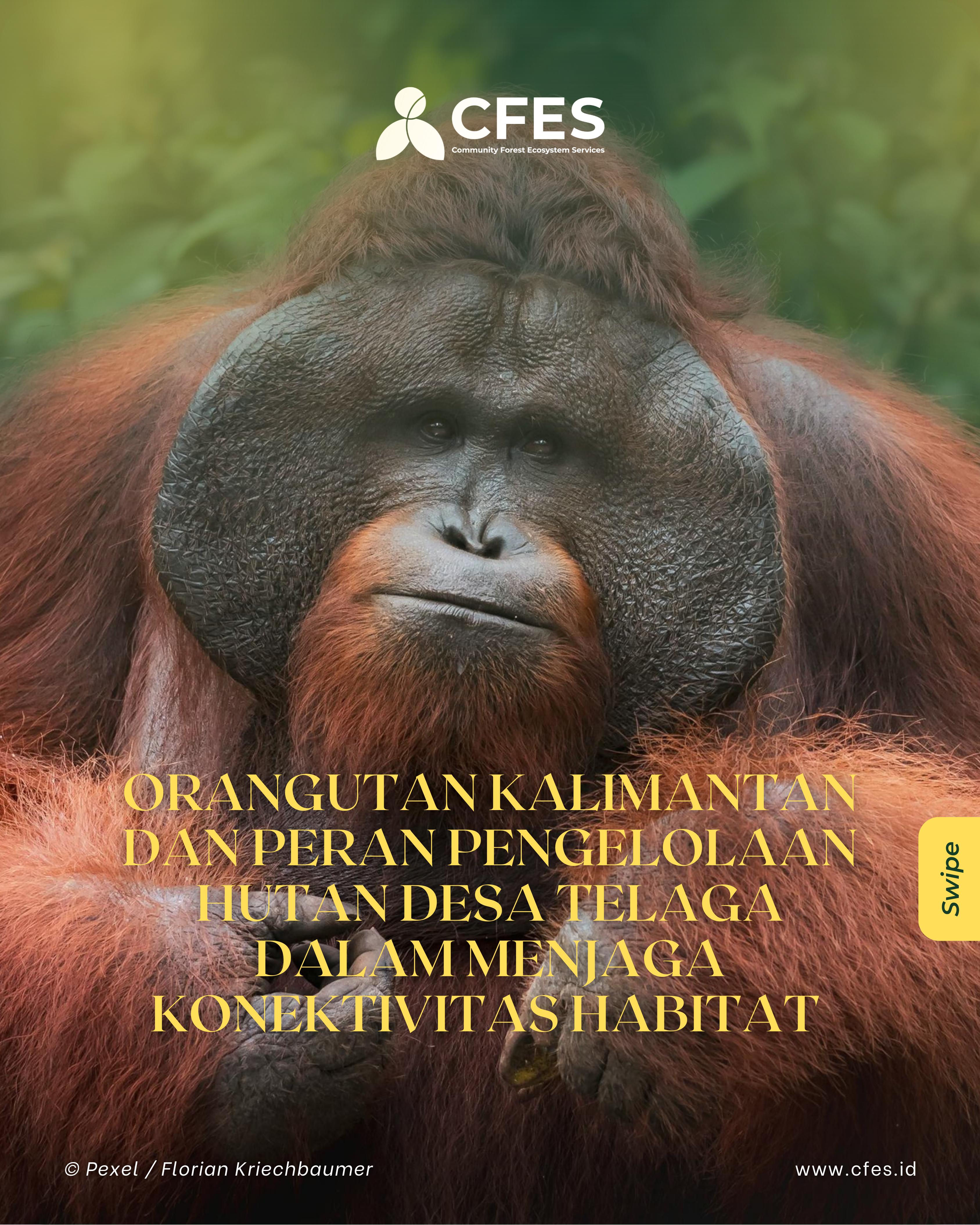 Orangutan Kalimantan dan Peran Pengelolaan Hutan Desa Telaga dalam Menjaga Konektivitas Habitat