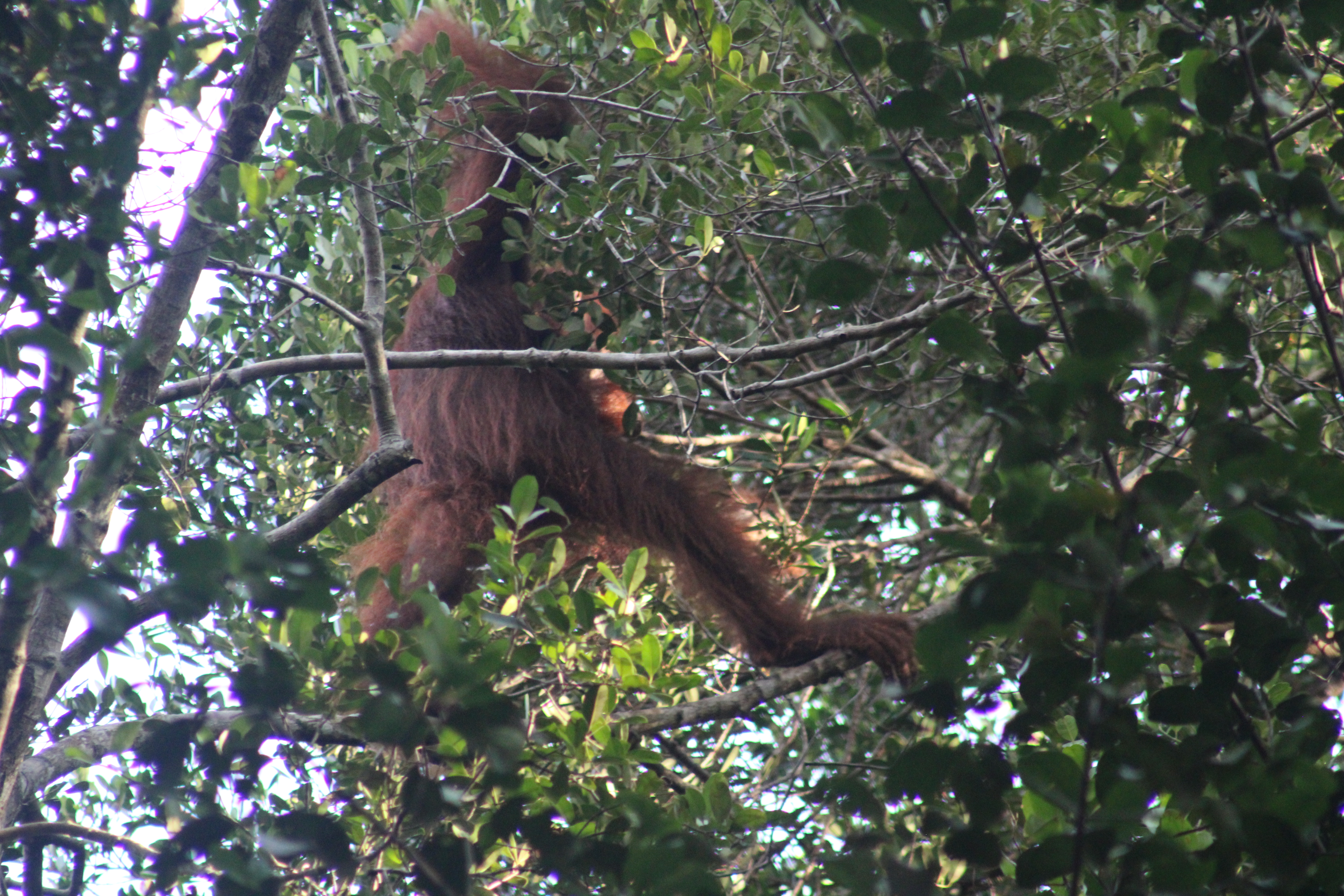 Orangutan Kalimantan dan Peran Pengelolaan Hutan Desa Telaga dalam Menjaga Konektivitas Habitat