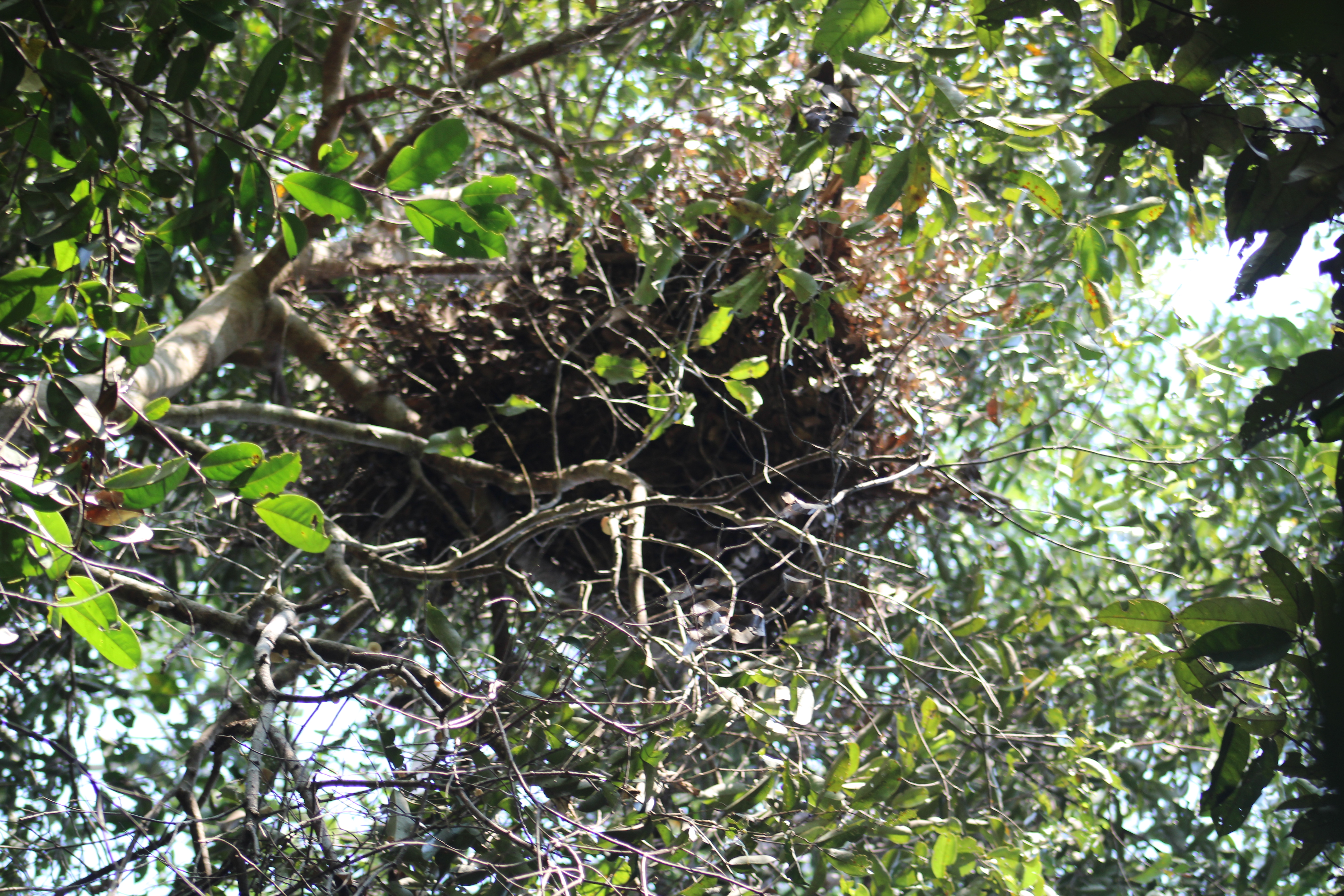 Orangutan Kalimantan dan Peran Pengelolaan Hutan Desa Telaga dalam Menjaga Konektivitas Habitat