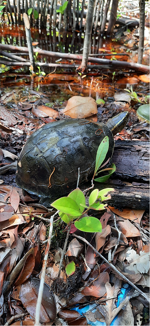 Pelatihan Smart Patrol di Hutan Desa Telaga