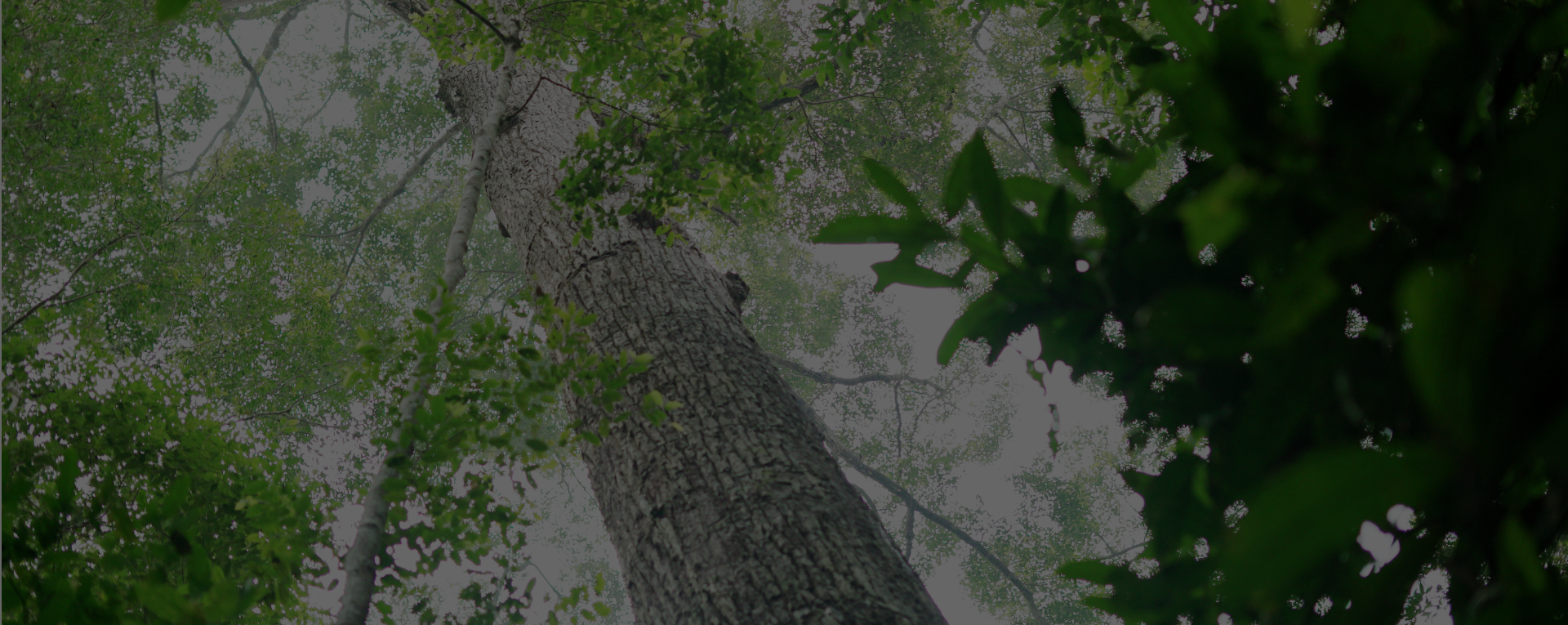 Latar belakang hutan