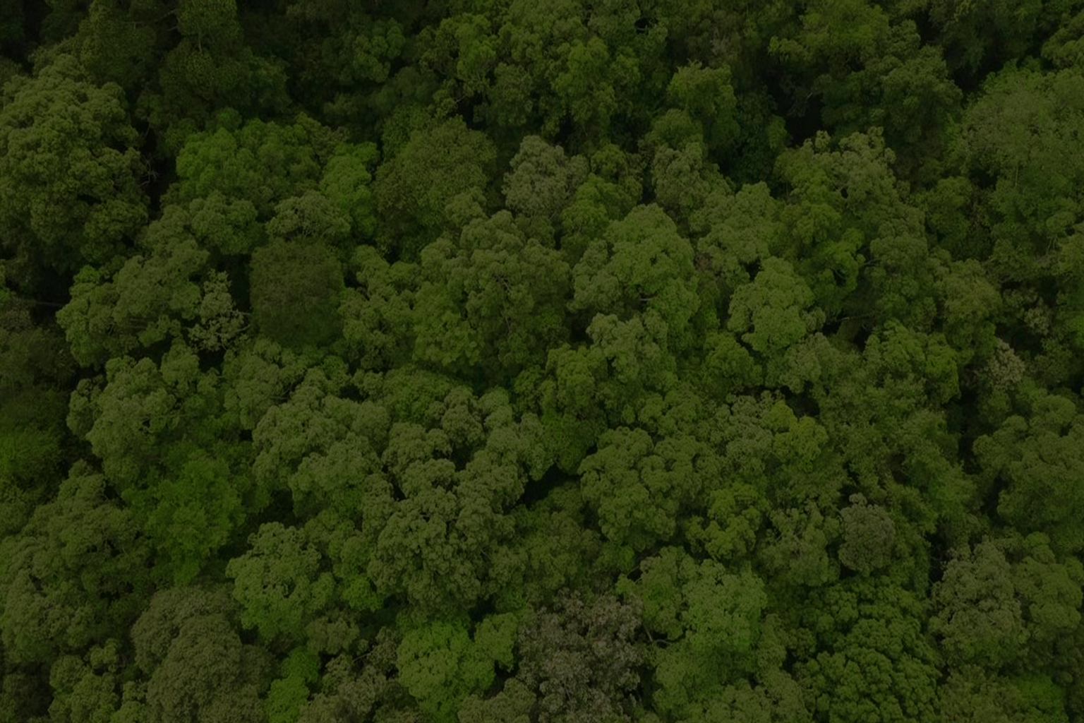 Kita Terlalu Sibuk Menanam Pohon, Tapi Lupa Menjaga yang Sudah Ada